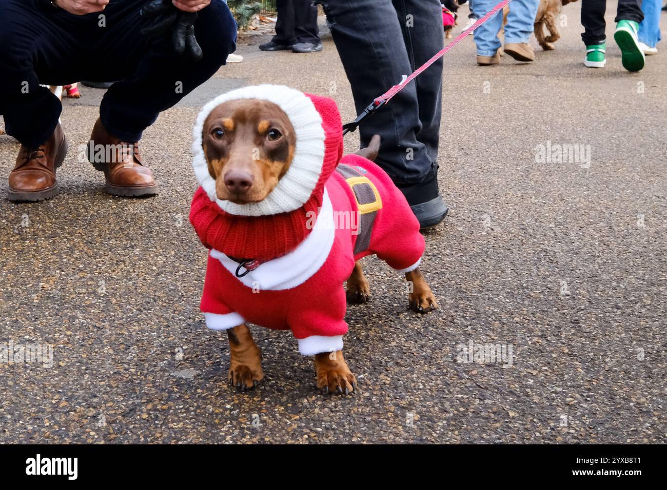 Hyde Park, London, UK. 15th Dec 2024. Hundreds of Dachshund dogs at the(01)