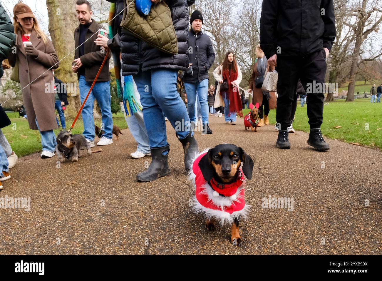 Hyde Park, London, UK. 15th Dec 2024. Hundreds of Dachshund dogs at the
