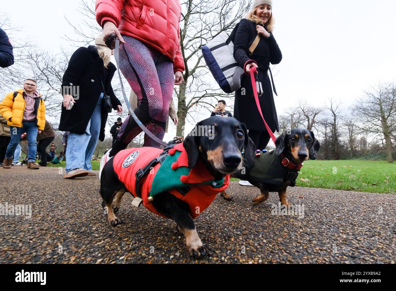 Hyde Park, London, UK. 15th Dec 2024. Hundreds of Dachshund dogs at the