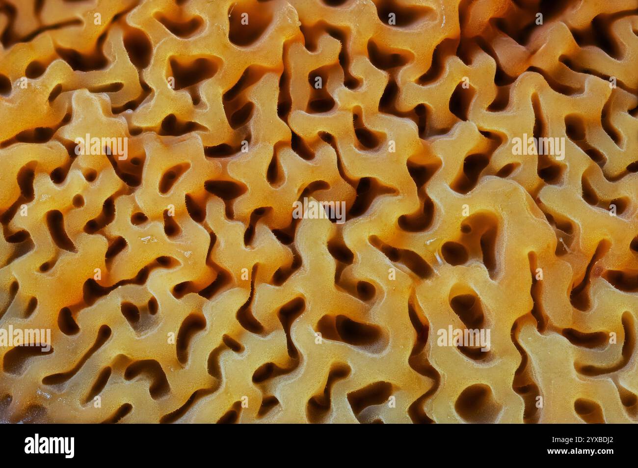 The Intricate Patterns Found Within the Natural Structures of a ...