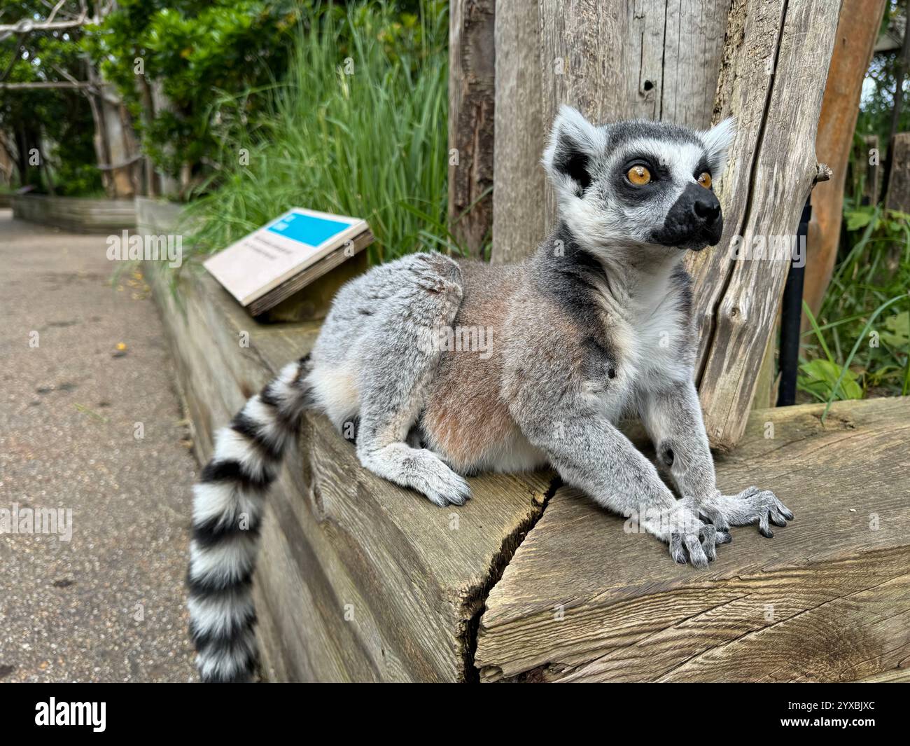 A Ring-tailed lemur sitting on a wooden wall in London Zoo - Smartphone Captured Stock Image