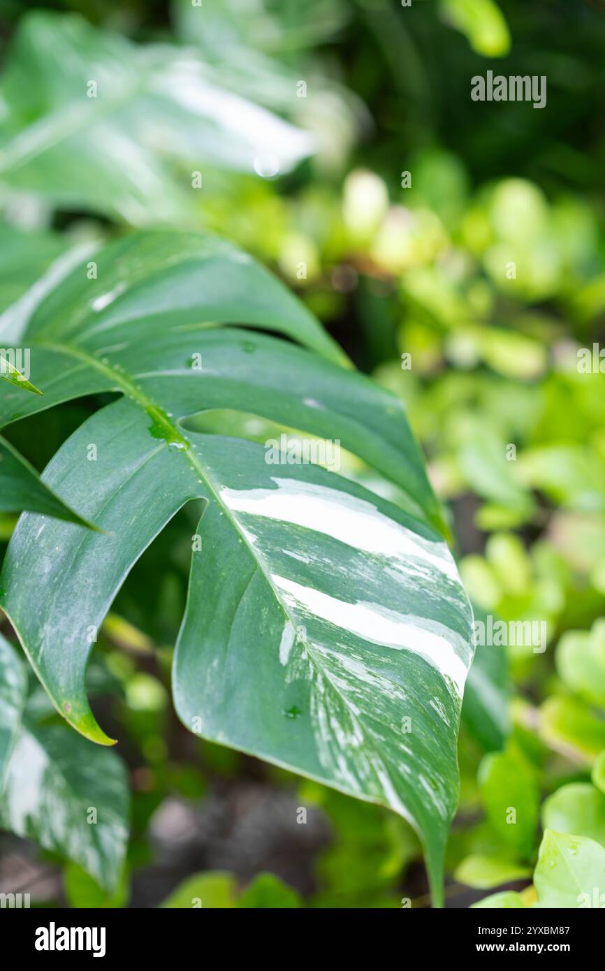 Lush green vibrant plant growth patterns hi-res stock photography and ...