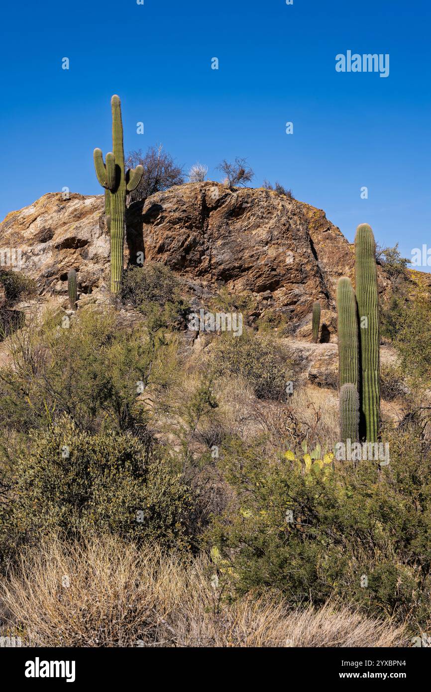 The majestic Saguaro cactus growing in the Sonoran Desert of Southern ...