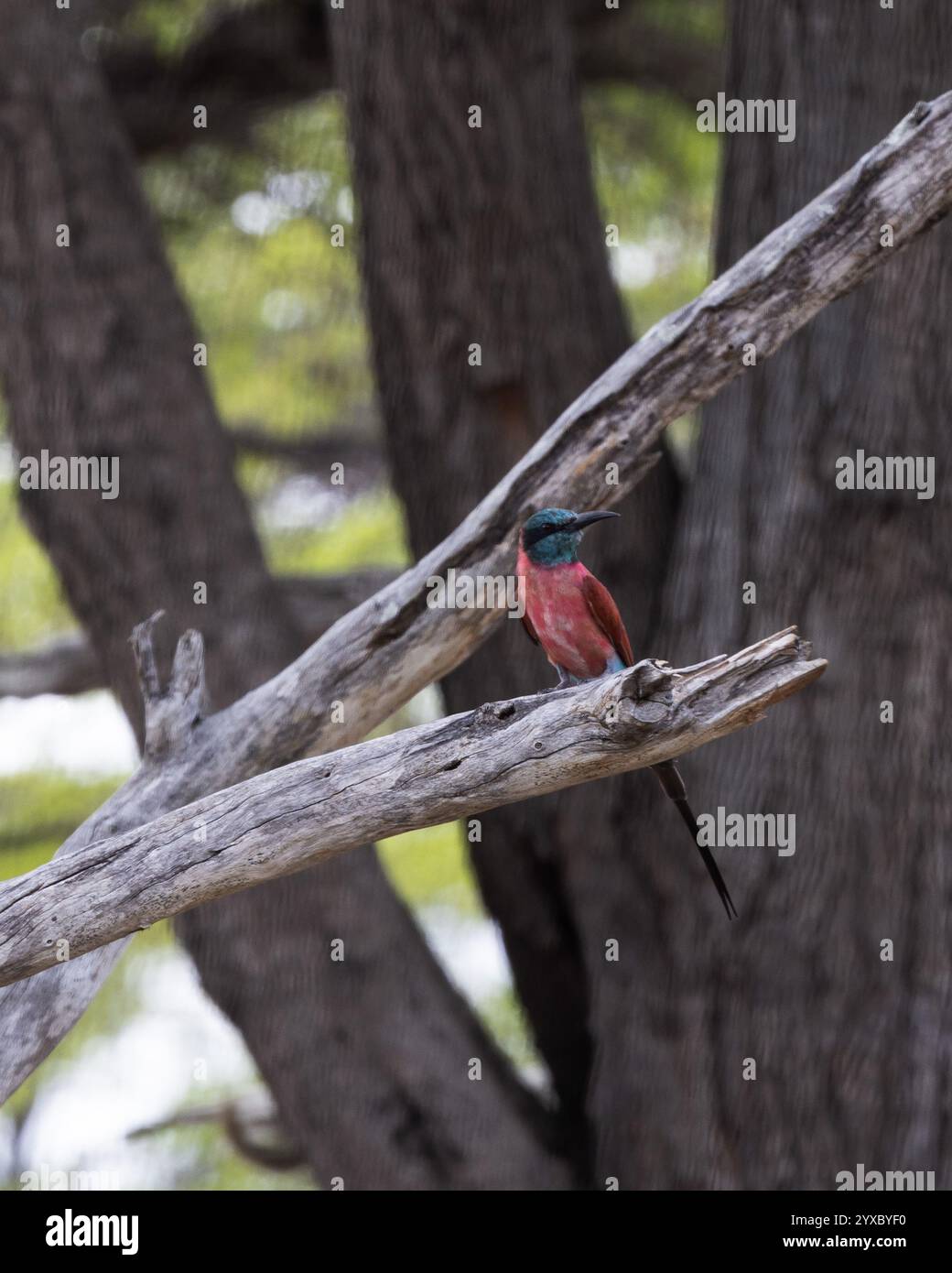 Northern Carmine Bee-eater perched on a branch Stock Photo