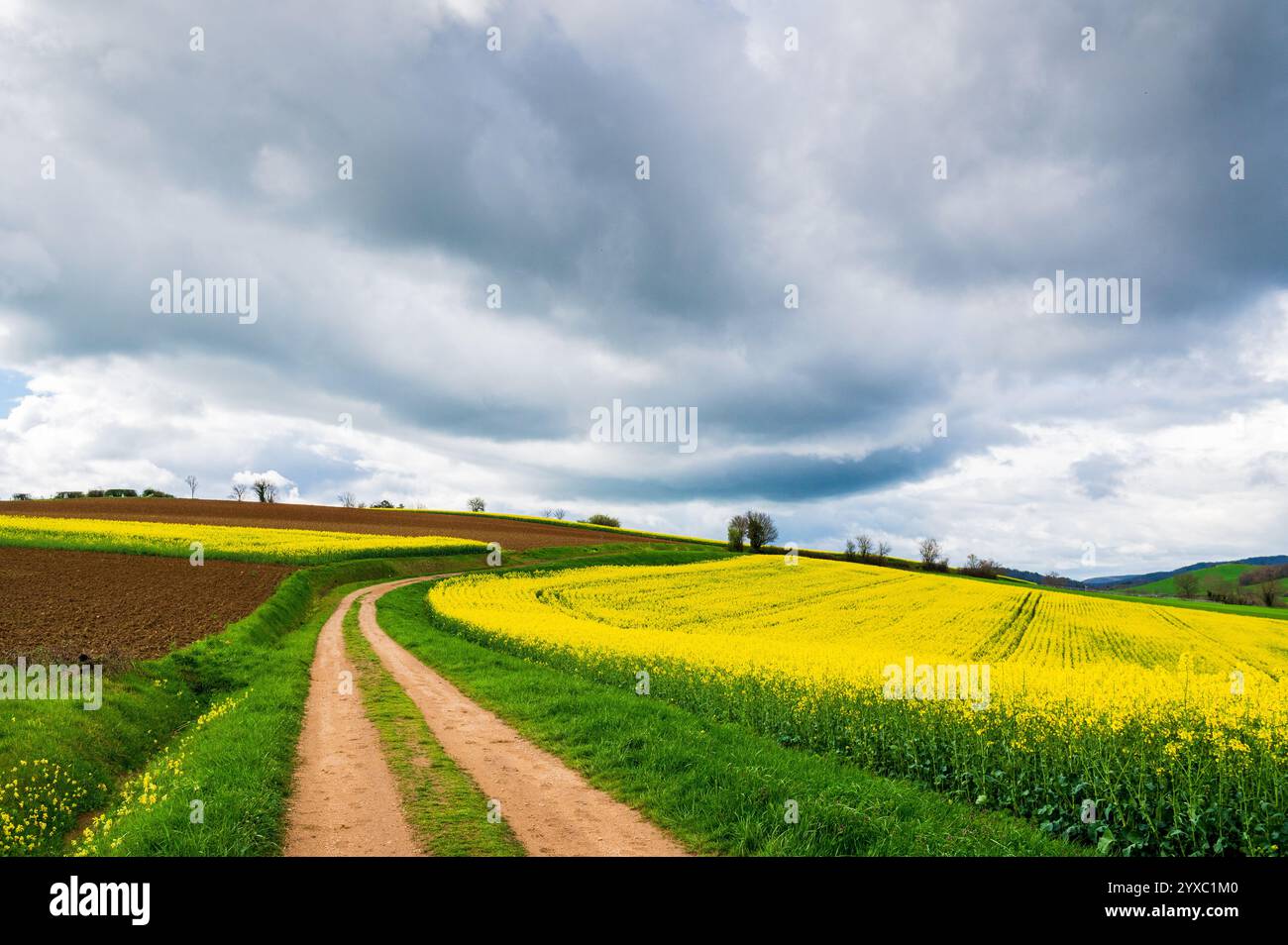 Footpath heading through rapeseed fields, cloudy sky Stock Photo