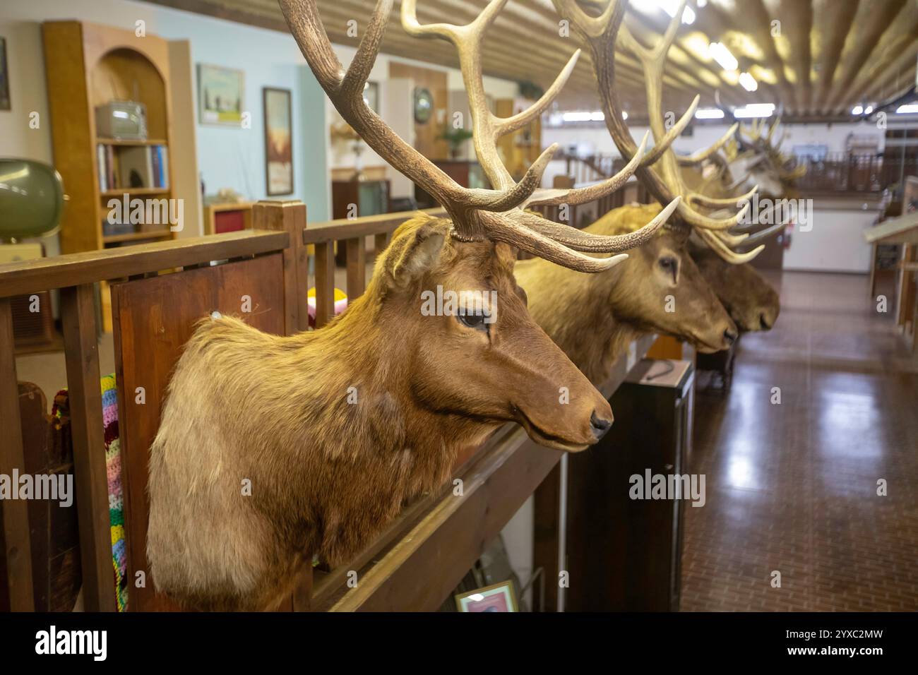 Holdrege, Nebraska - Elk trophies shot by a local big game hunter on display at the Nebraska Prairie Museum. Stock Photo