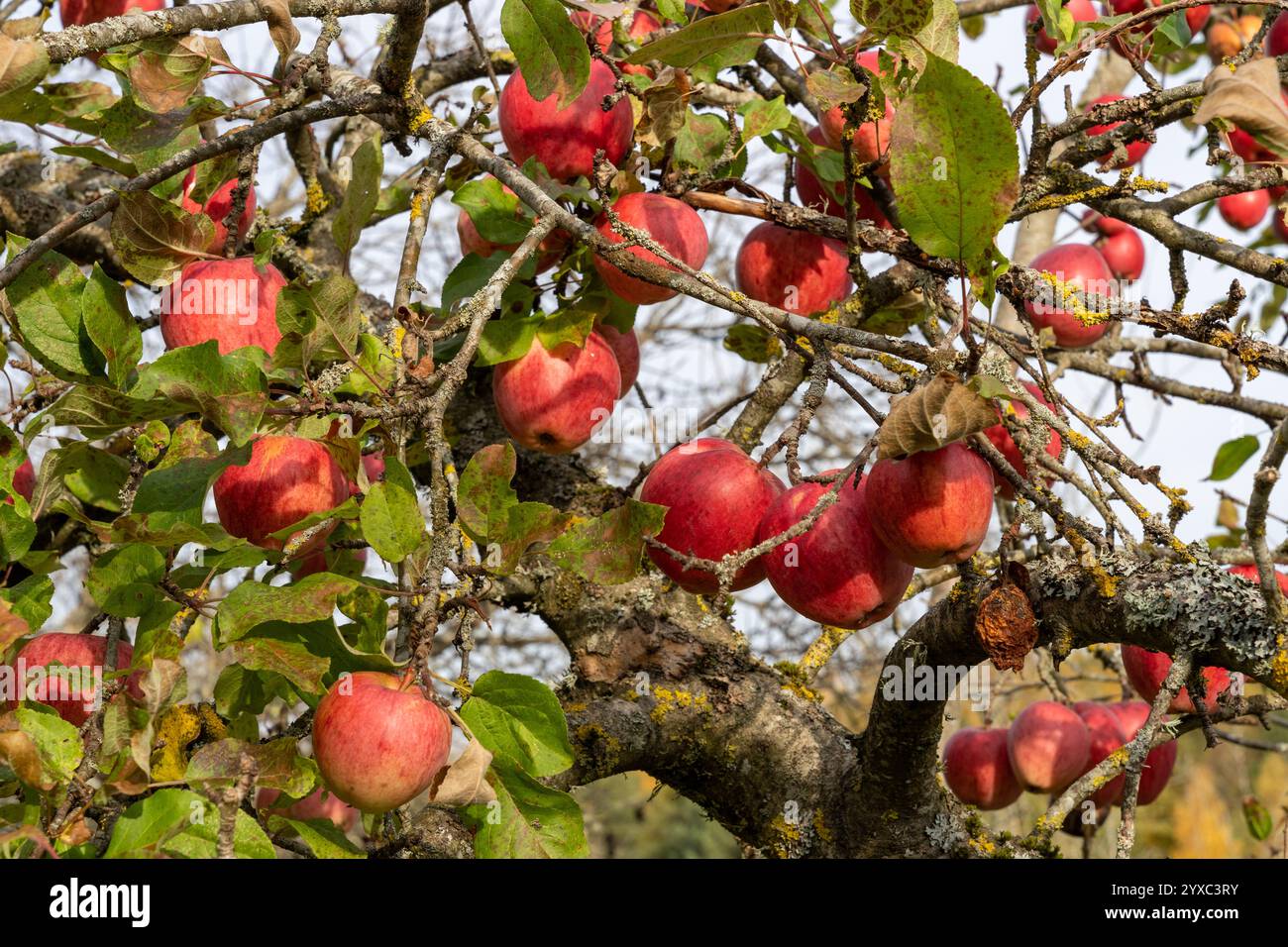 Fresh ripe red apples growing on apple tree branch Stock Photo - Alamy