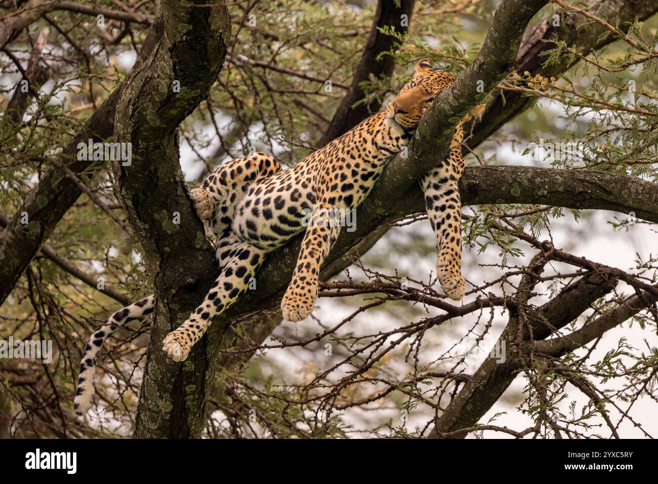 African leopard resting masai mara hi-res stock photography and images ...