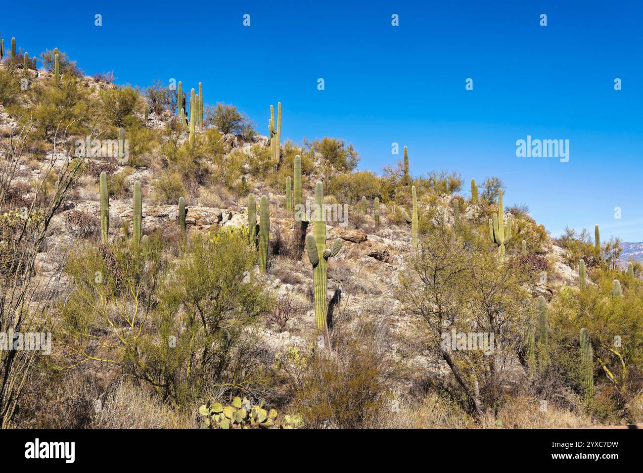 The majestic Saguaro cactus growing in the Sonoran Desert of Southern ...