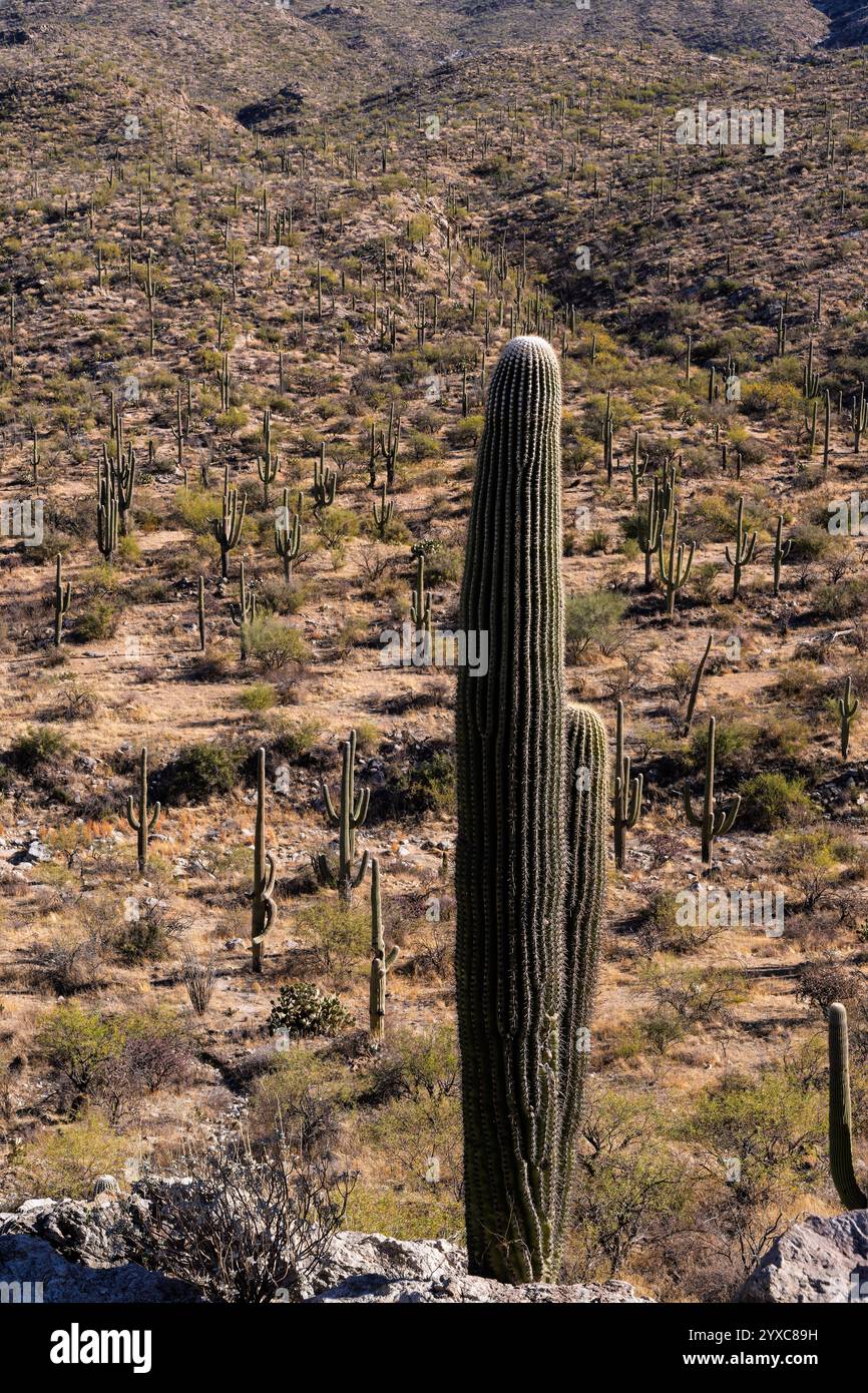 The majestic Saguaro cactus growing in the Sonoran Desert of Southern ...