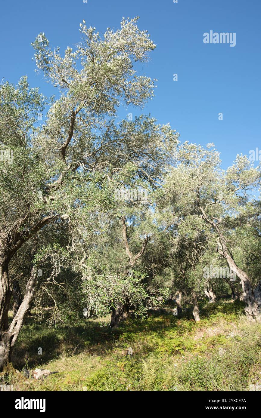 Olive grove greece hi-res stock photography and images - Alamy