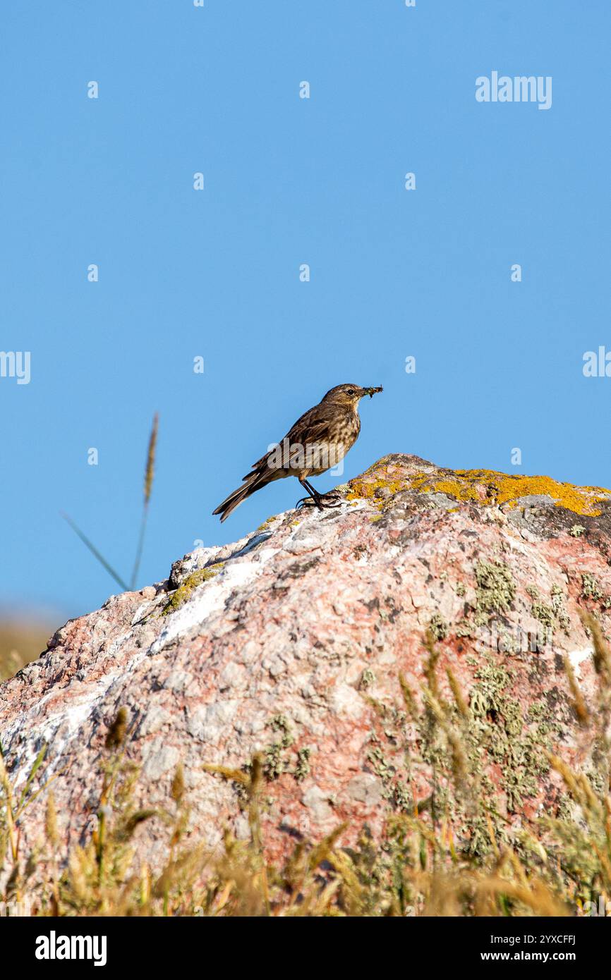 The European Rock Pipit Eats Insects And Crustaceans Photographed On the-european-rock-pipit-eats-insects-and-crustaceans-photographed-on
