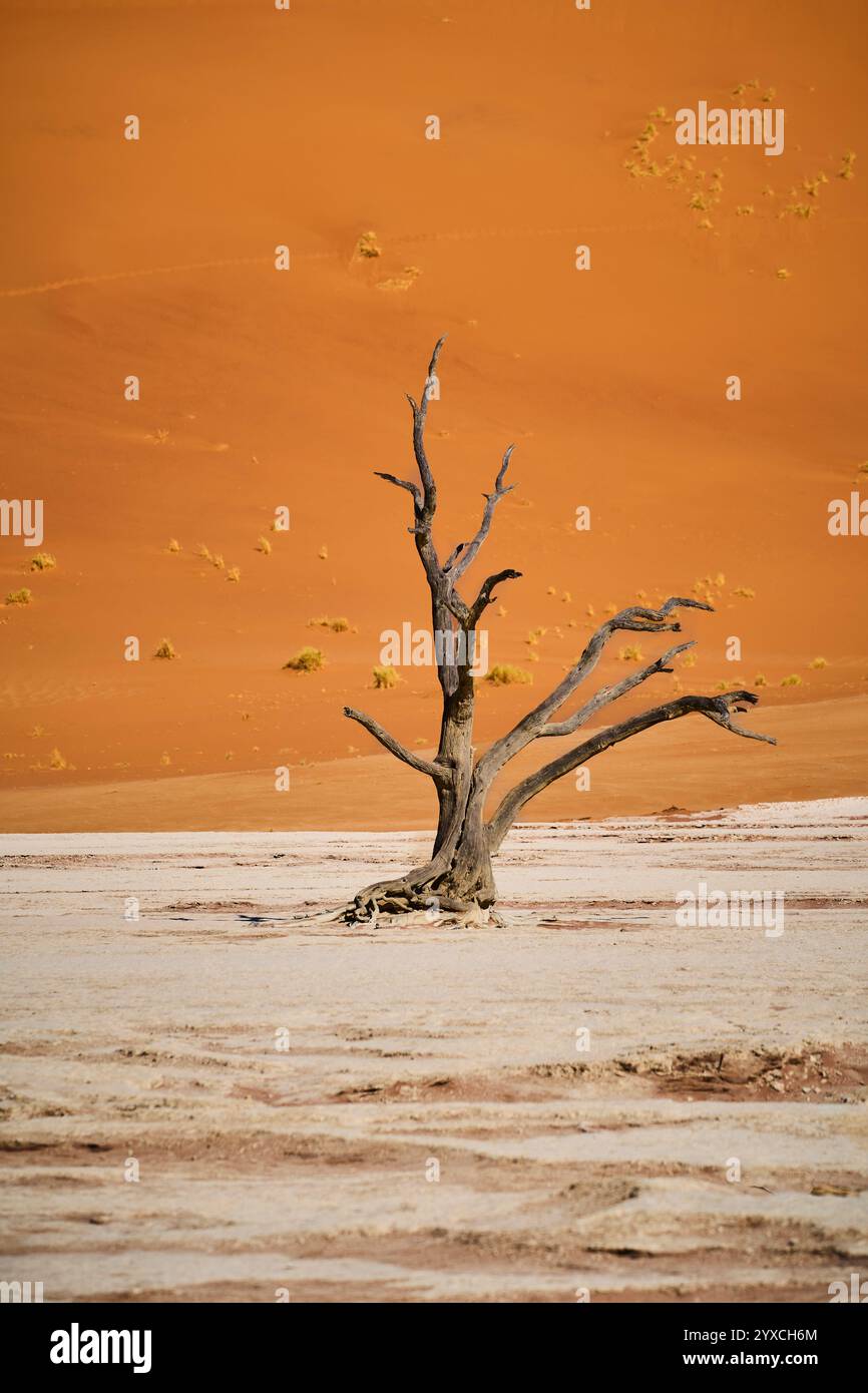 Dried and petrified tree, in the background an orange-colored dune, Deadvlei, Sesriem National Park, Namibia, Africa Stock Photo