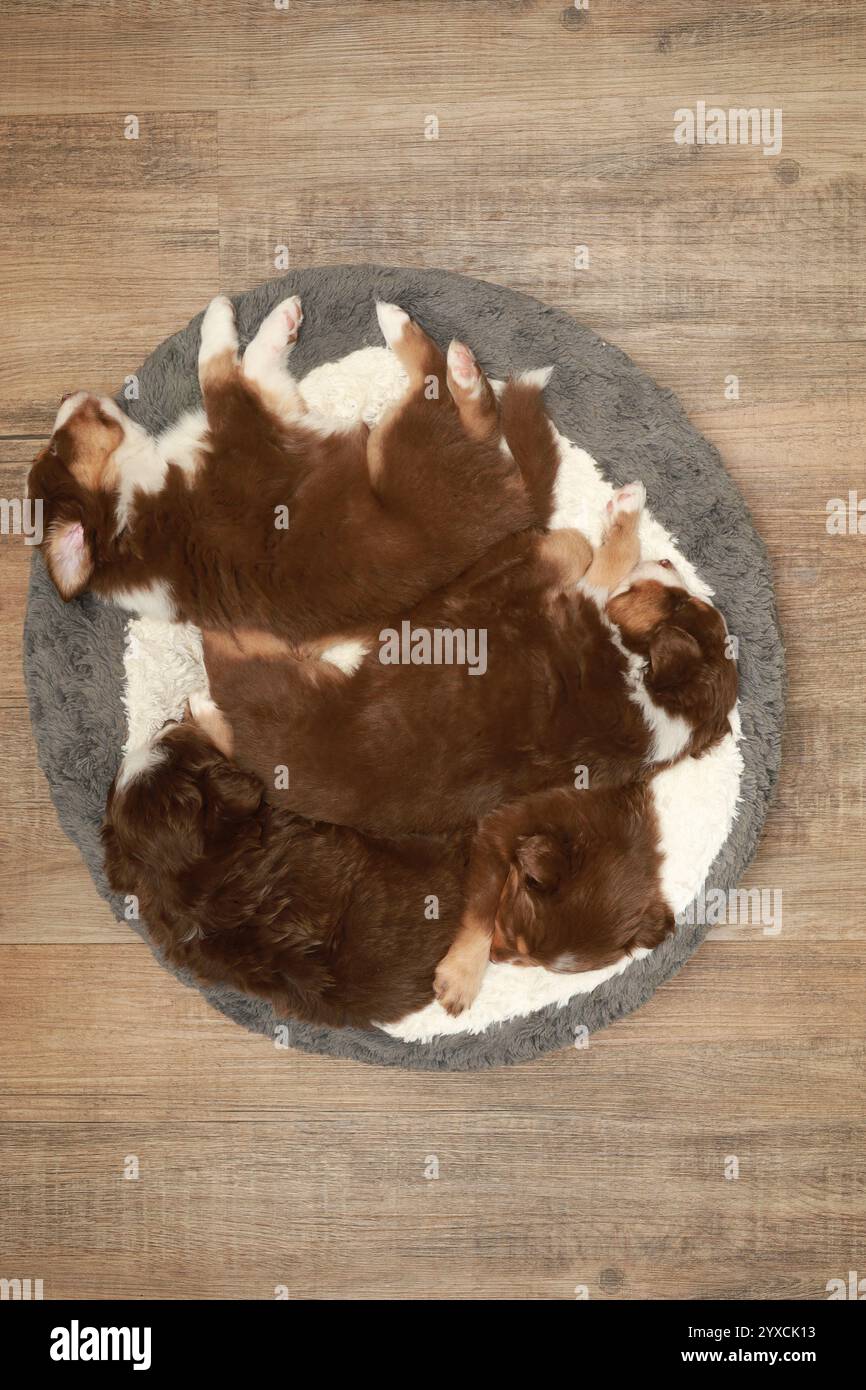 A group of puppies are sleeping in a bed Stock Photo - Alamy