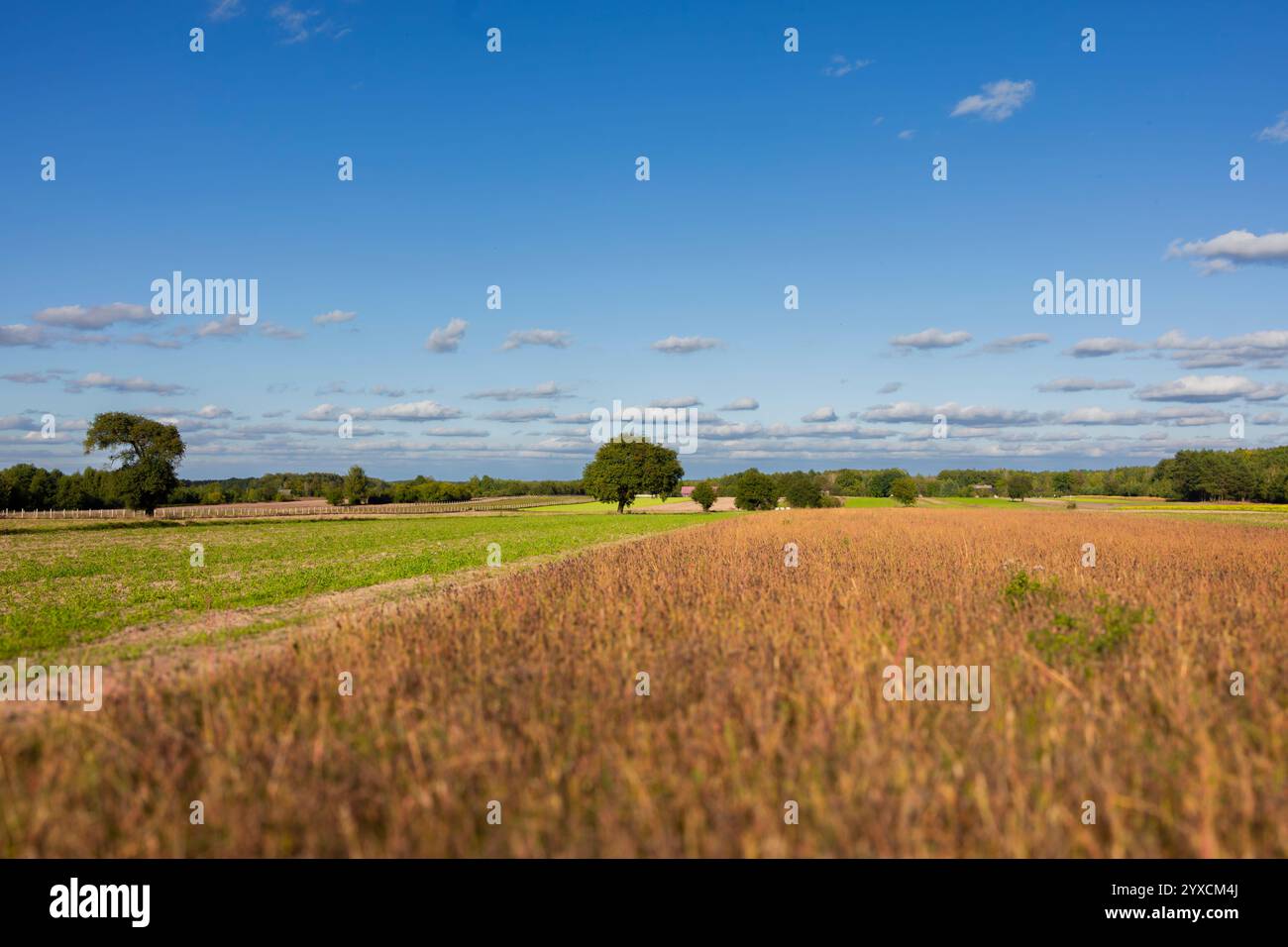 A vast golden wheat field stretches to the horizon under a clear blue ...