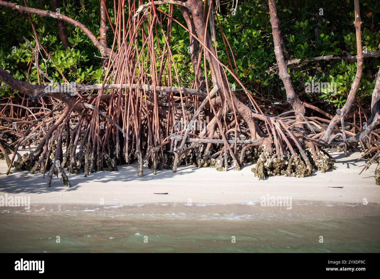 Florida mangroves in Everglades National Park, Florida Stock Photo