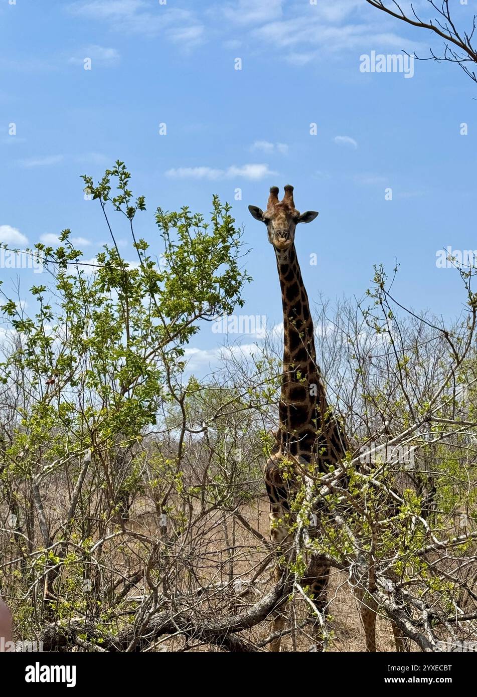 Giraffe in Kruger National Park - Smartphone Captured Stock Image
