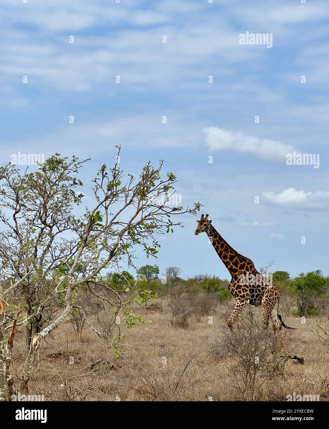 Giraffe in Kruger National Park - Smartphone Captured Stock Image