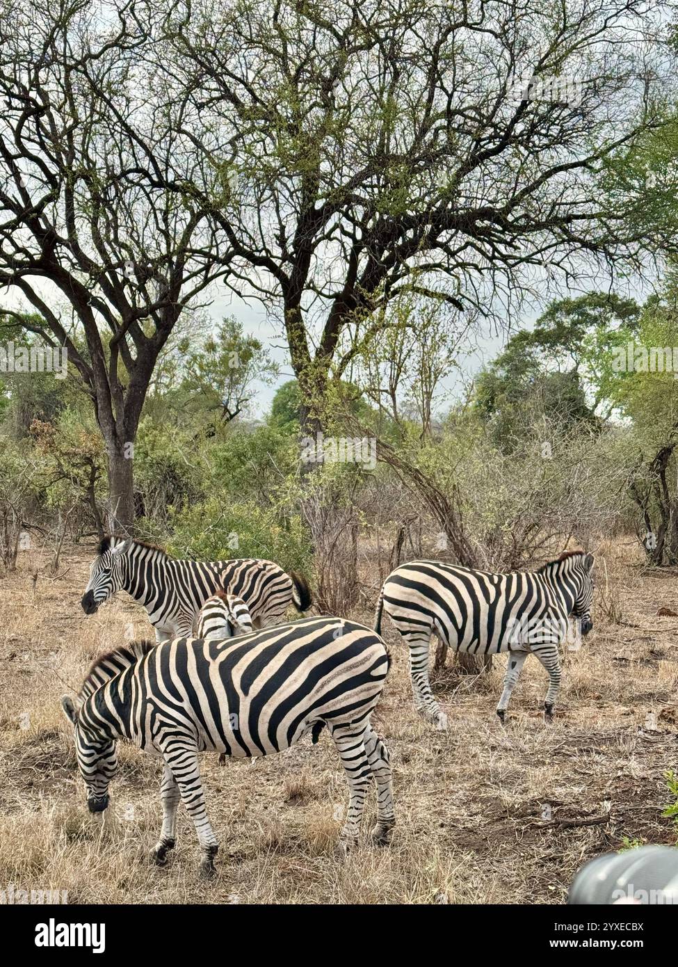 Zebras in Kruger National Park in South Africa - Smartphone Captured Stock Image