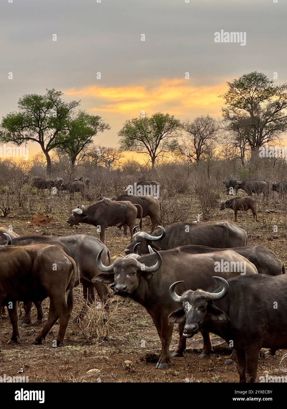 Sunset Wildlife Kruger National Park - Smartphone Captured Stock Image