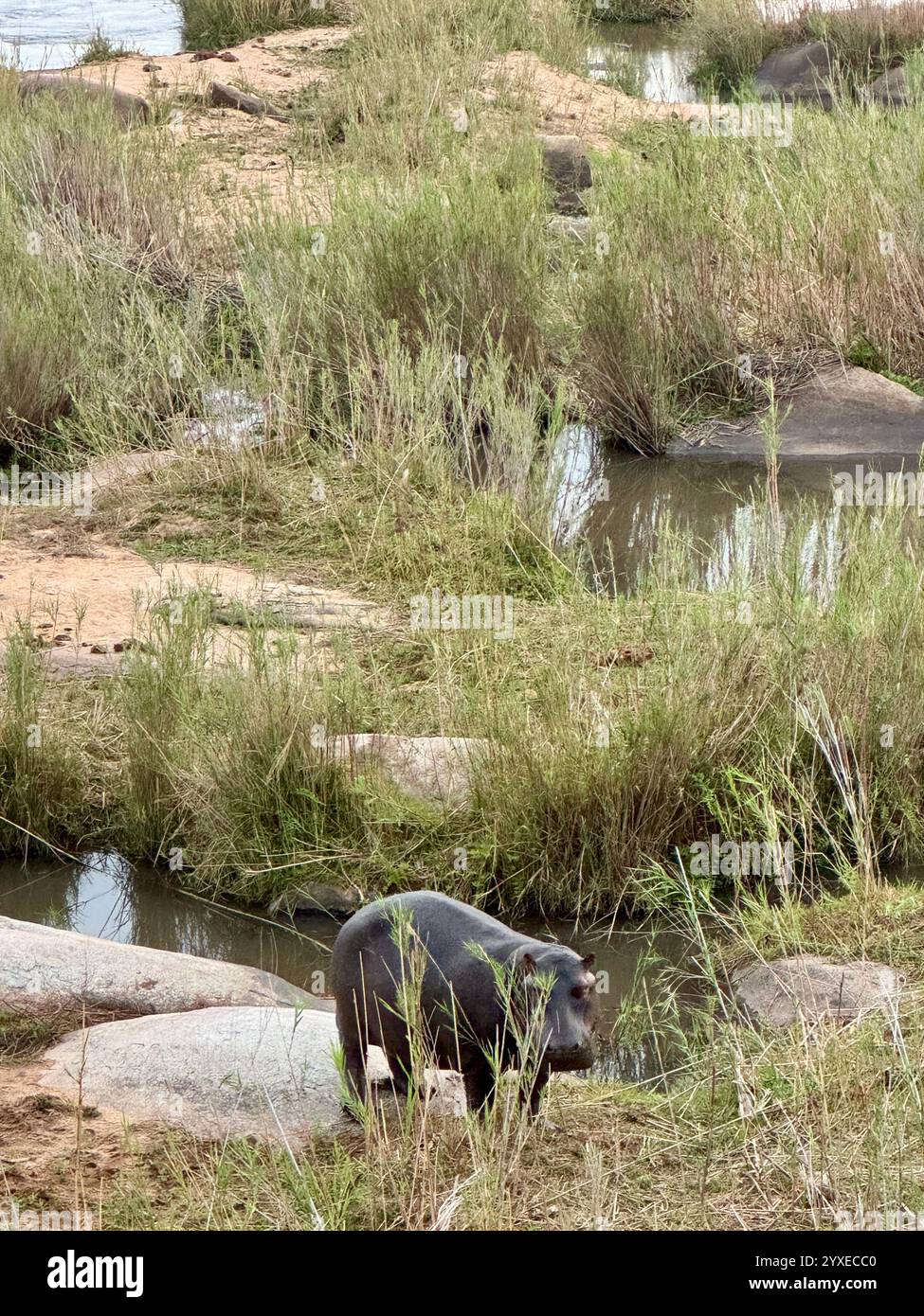 Hippo in Kruger National Park, South Africa - Smartphone Captured Stock Image