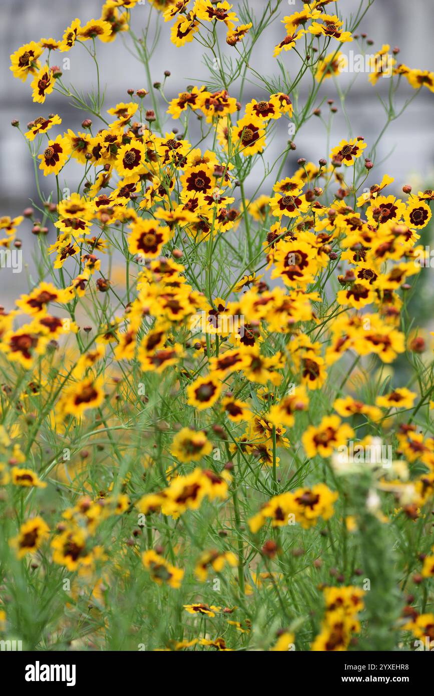 Yellow and maroon flowers on thin green stems, golden tickseed ...