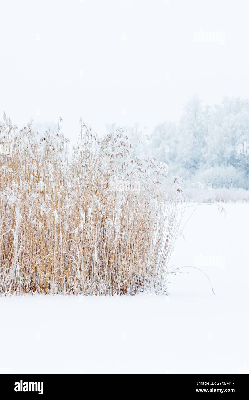 Frozen reedbed in winter landscape Stock Photo - Alamy