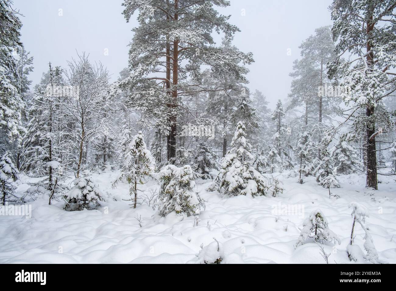 Scenery snowy pine forest hi-res stock photography and images - Alamy