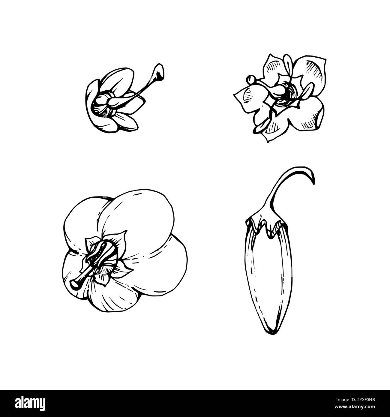 Bell heather in bloom Black and White Stock Photos & Images - Alamy