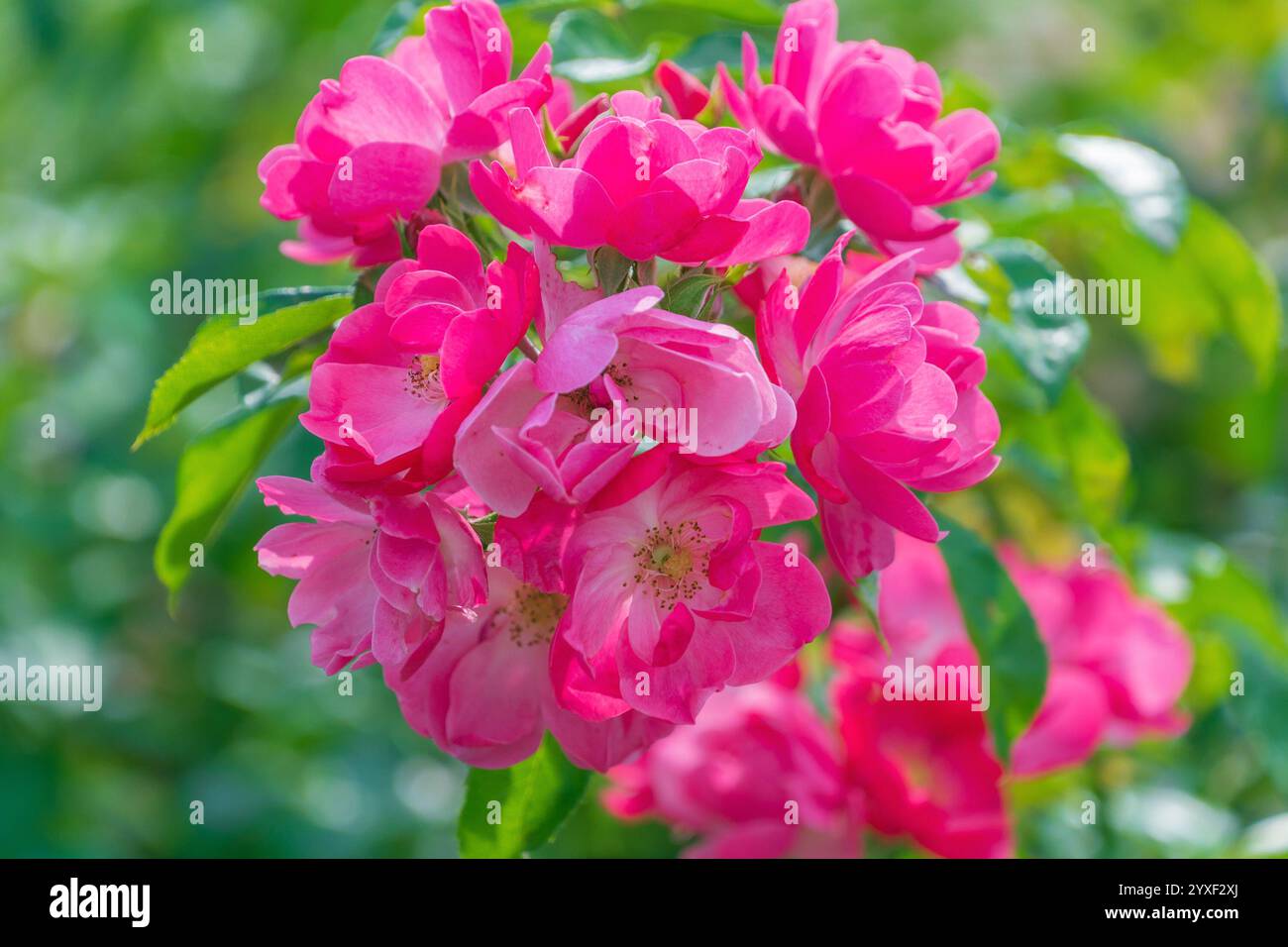 Mountain rose rosa pendulina hi-res stock photography and images - Alamy