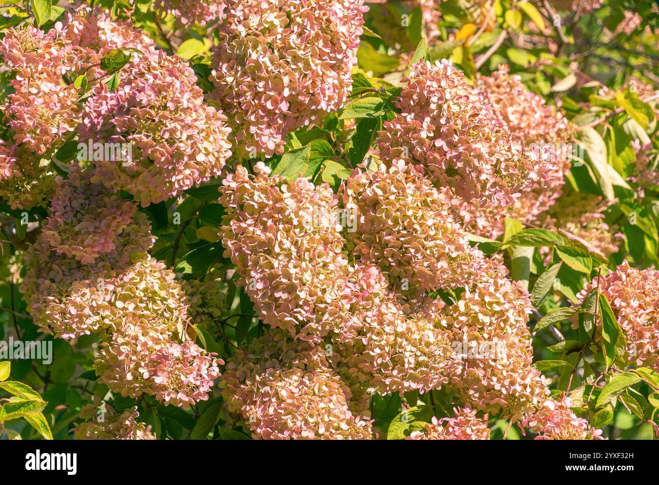 Beautiful pink flowers of Hydrangea paniculata in the garden. panicle ...