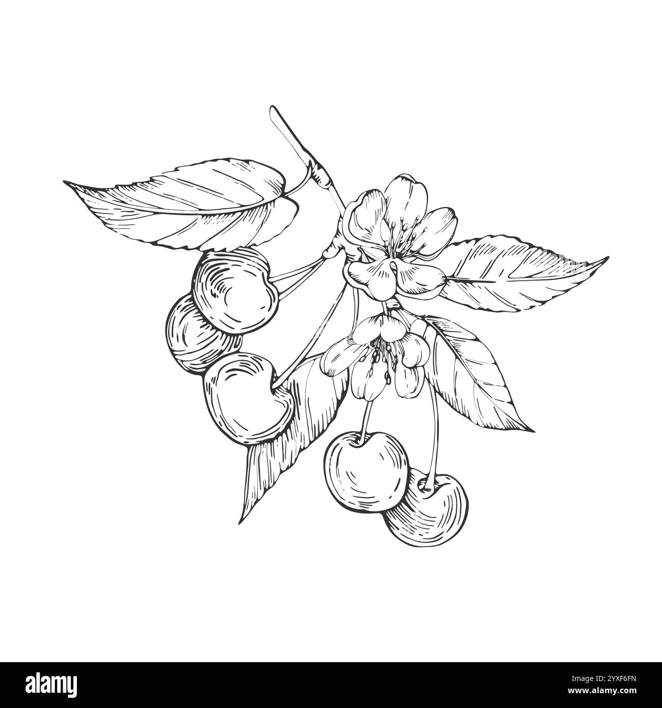 Cherry set of vector black and white illustrations hand drawn with ink ...