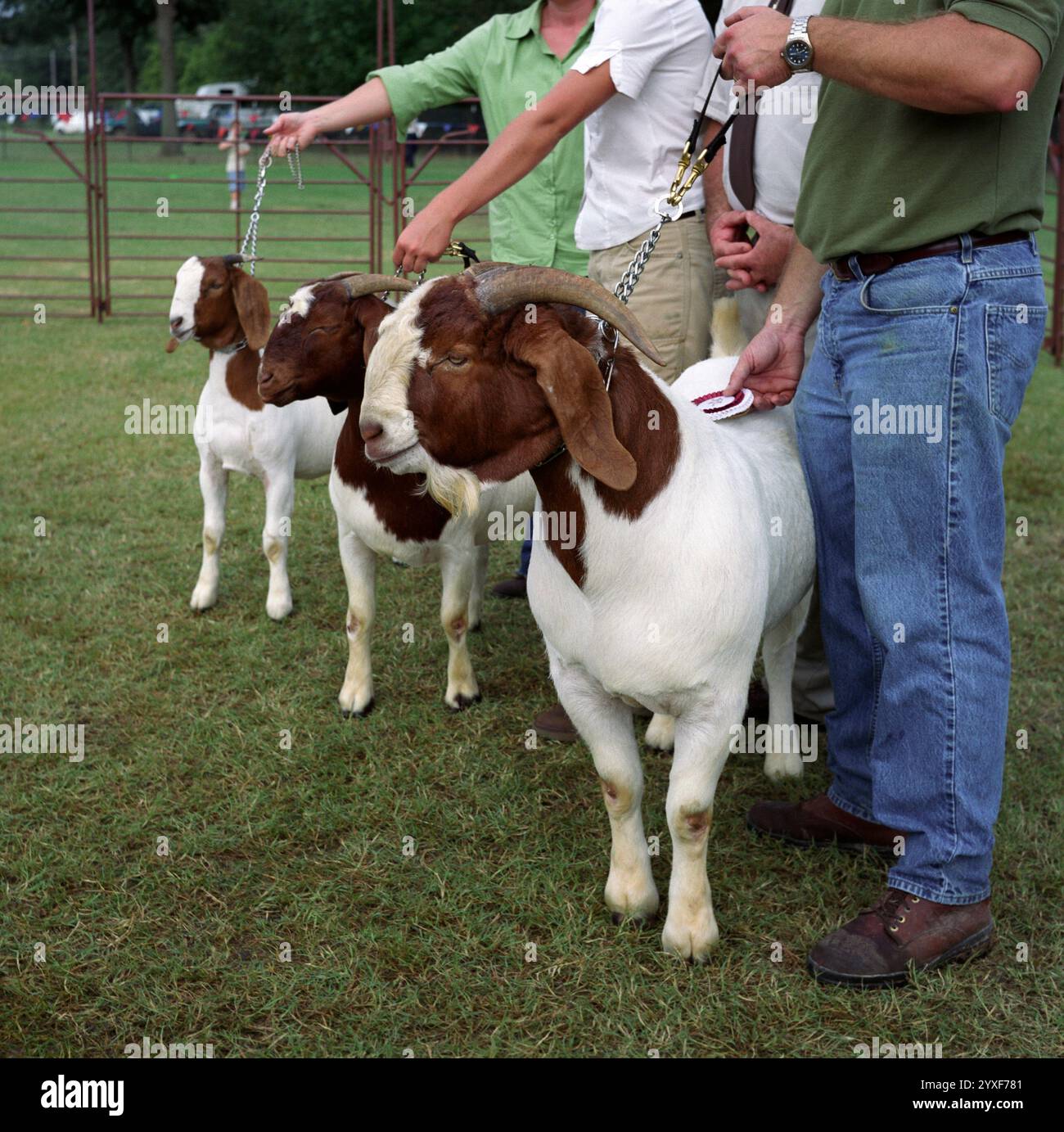 Prize winning boer goats at a county fair Stock Photo Alamy