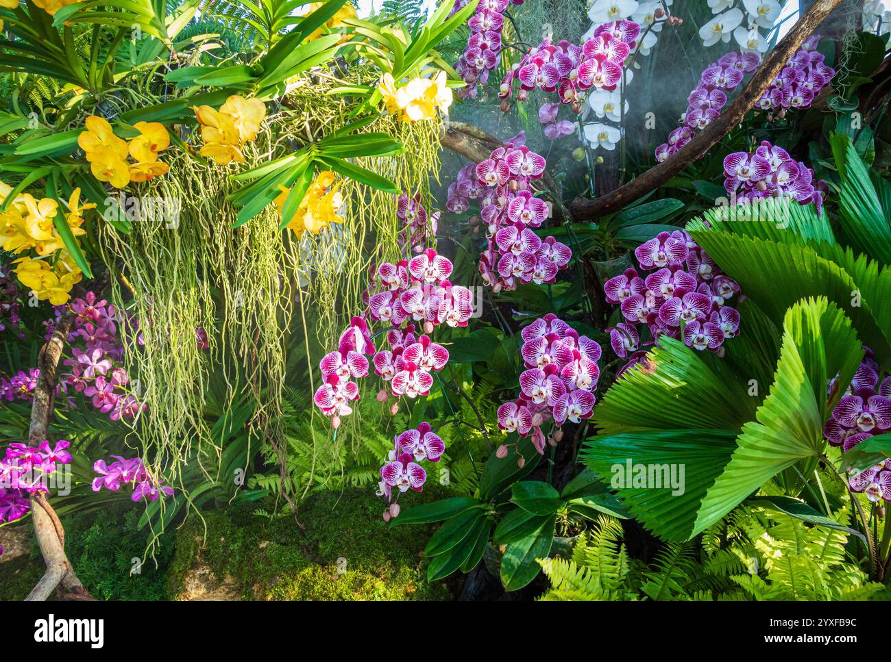 Pink orchids shown in garden hi-res stock photography and images - Alamy