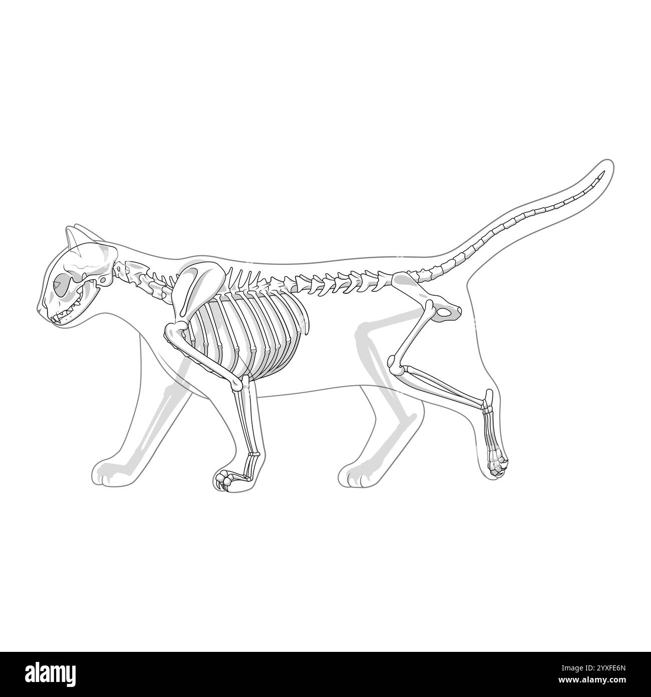 Cat skeleton veterinary vector illustration Stock Vector