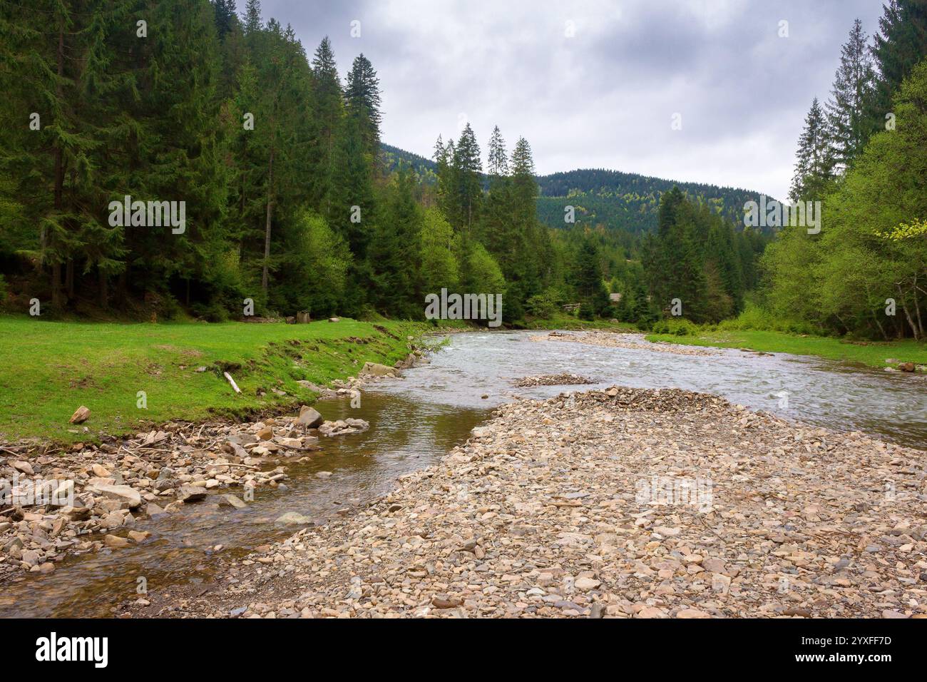 landscape with mountain river in spring. scenic view. cloudy weather. forest on the shore. beautiful scenery of synevyr national park. open for campin Stock Photo