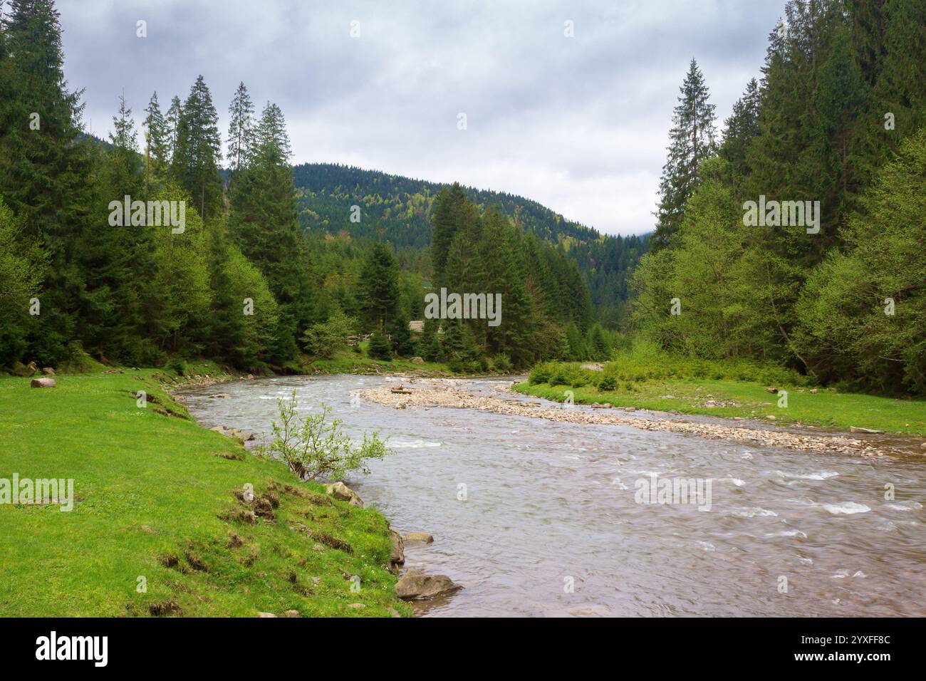 landscape with mountain river in spring. cloudy weather. forest on the shore. beautiful scenery of synevyr national park Stock Photo