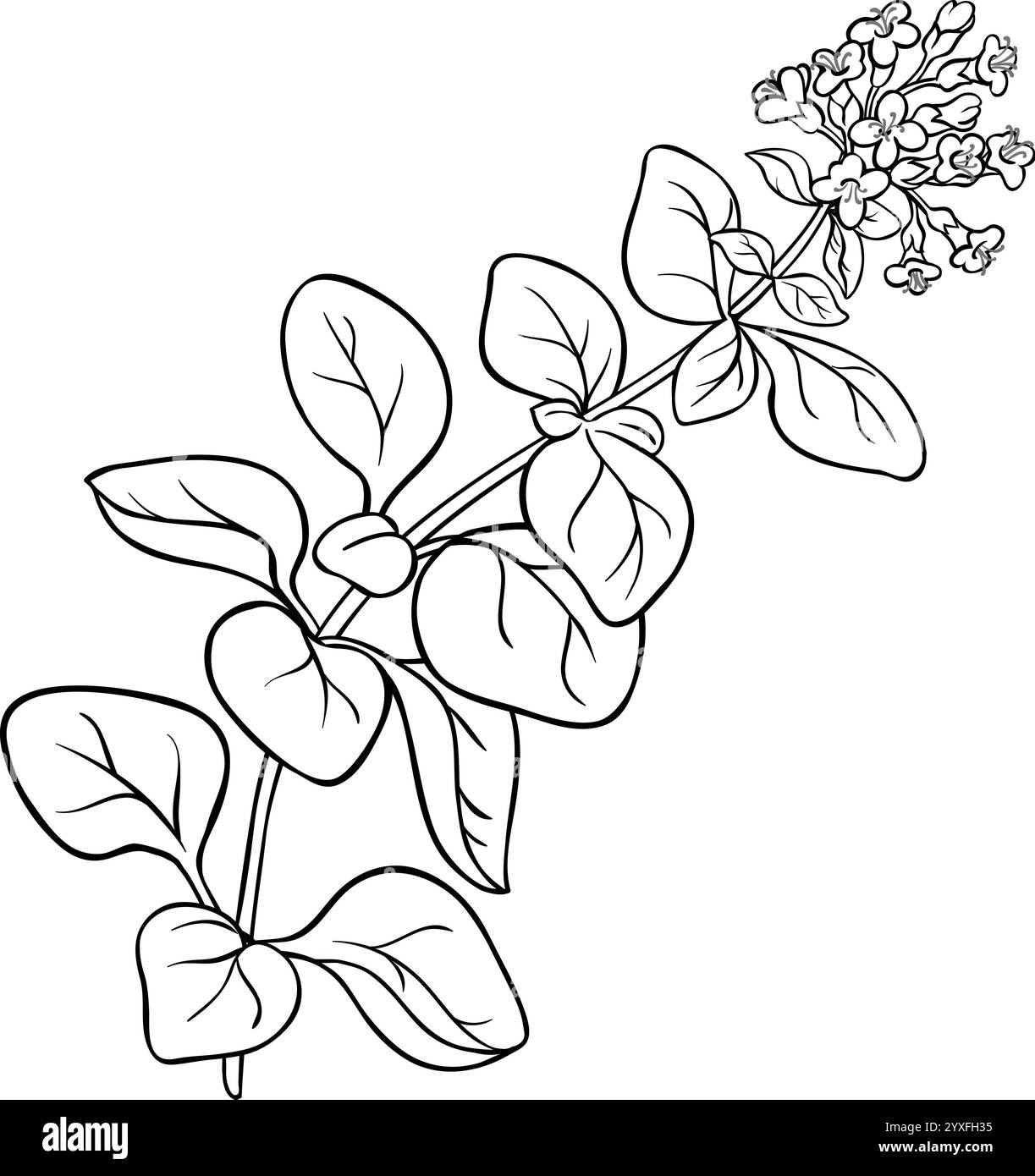 Oregano Branch with Flowers Outline Illustration Stock Vector