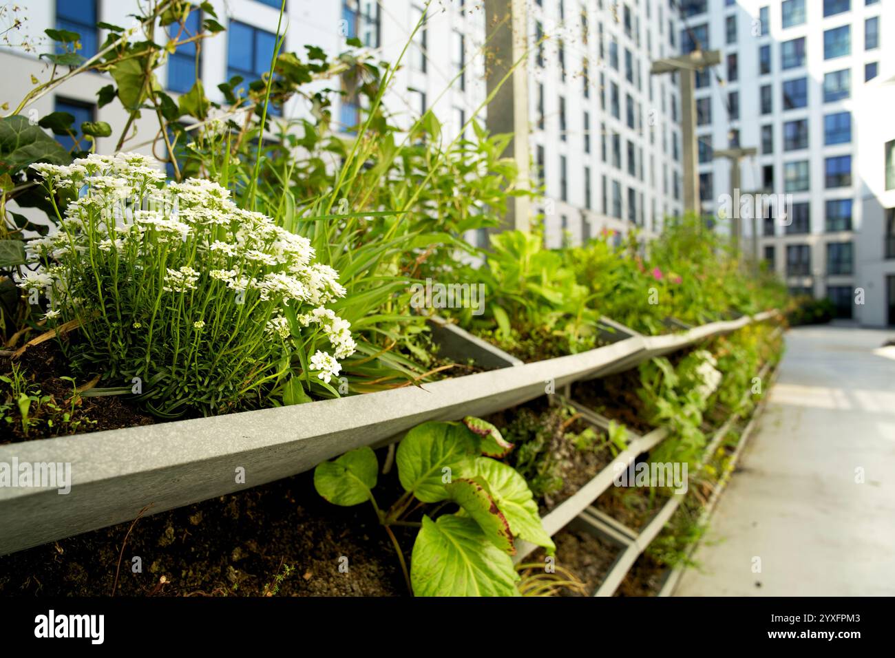 Vertical green facade garden. Living wall for urban greening ... - Urban Greening And Biodiversity Conservation