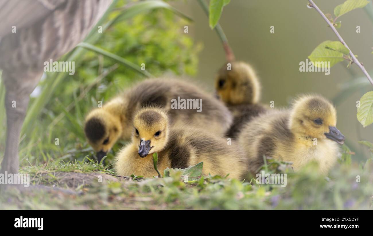 Goose Reed Canada goose chicks (Branta canadensis) four lying in grass and other ...