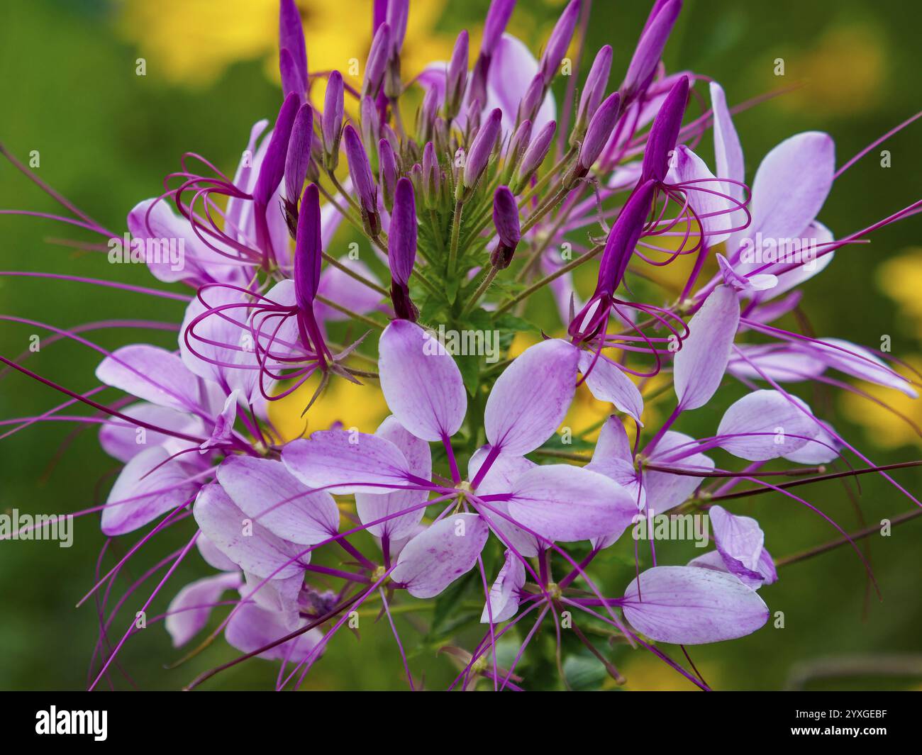 Spider flower (Tarenaya hassleriana) pink flowers Stock Photo