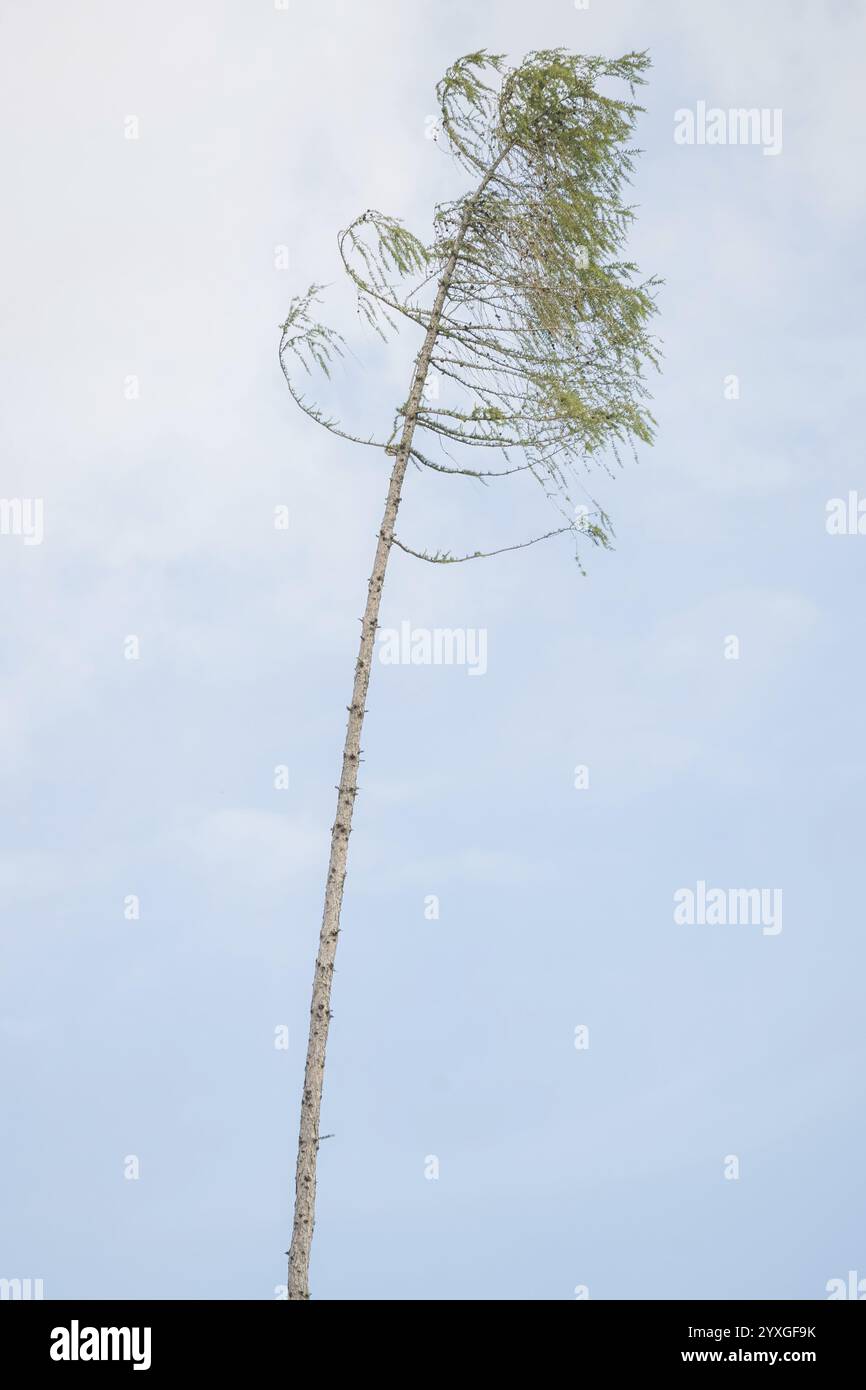 Spruce forest destroyed by bark beetle and storm Stock Photo - Alamy