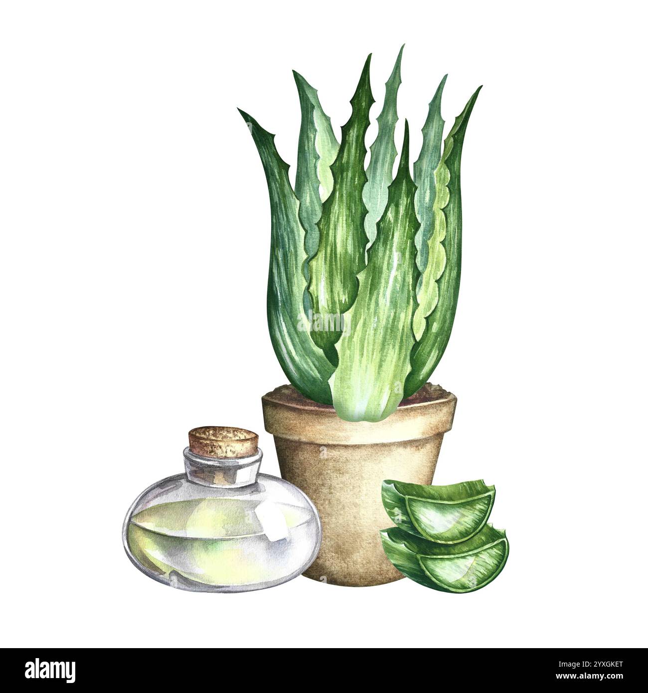 Aloe vera gel hand hi-res stock photography and images - Alamy