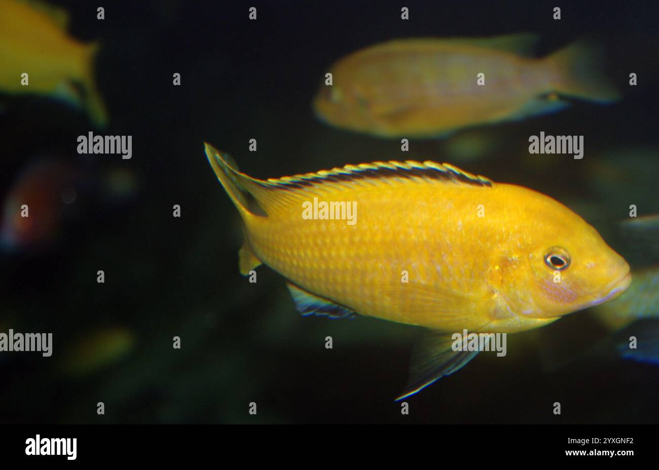 Electric yellow cichlid, blue streak hap (Labidochromis caeruleus Stock ...