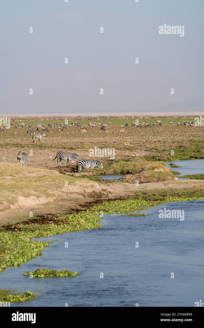 Wild animals at the watering hole hi-res stock photography and images ...