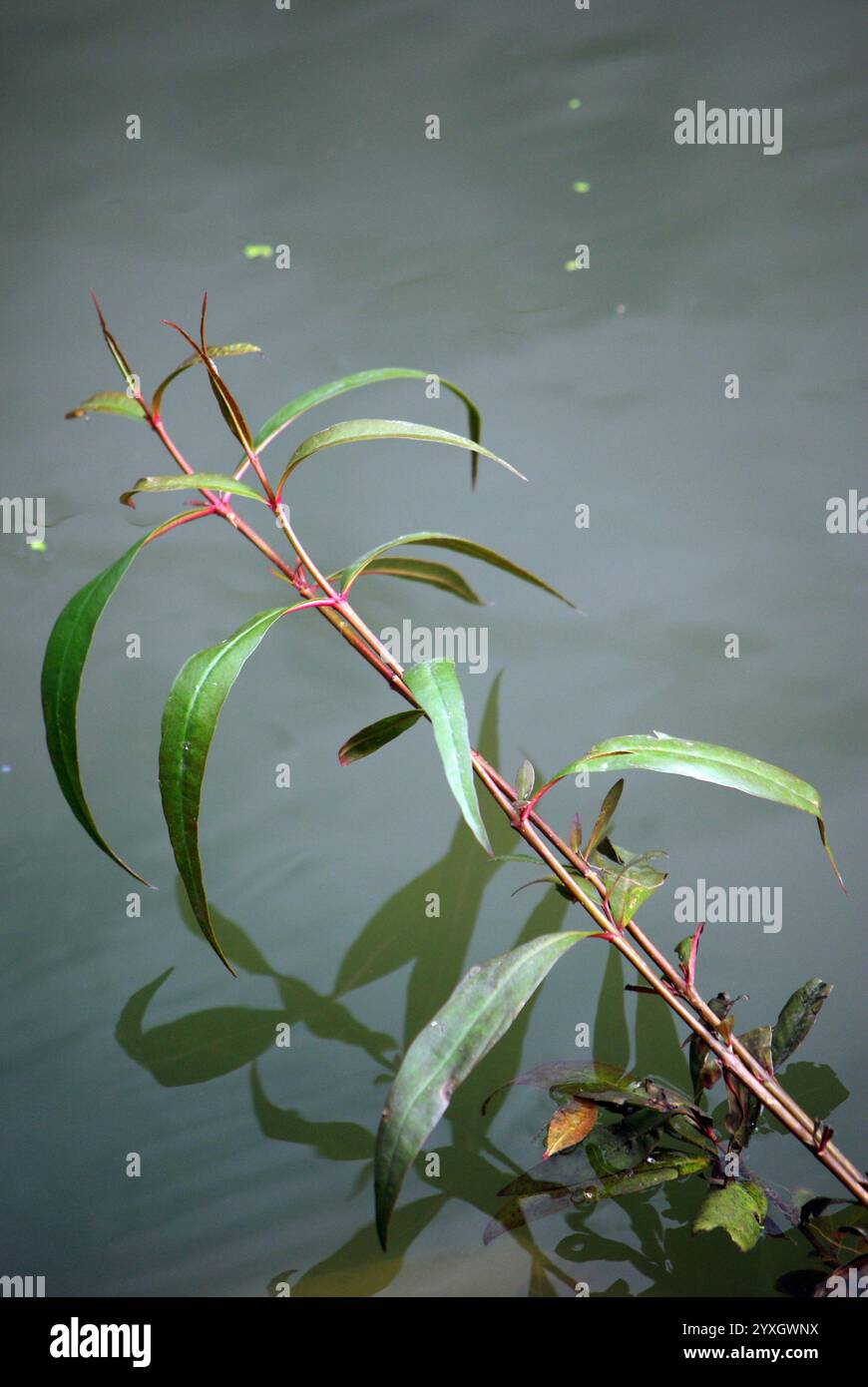 Hygrophila costata - KnowYourWeeds, image size:870x1390