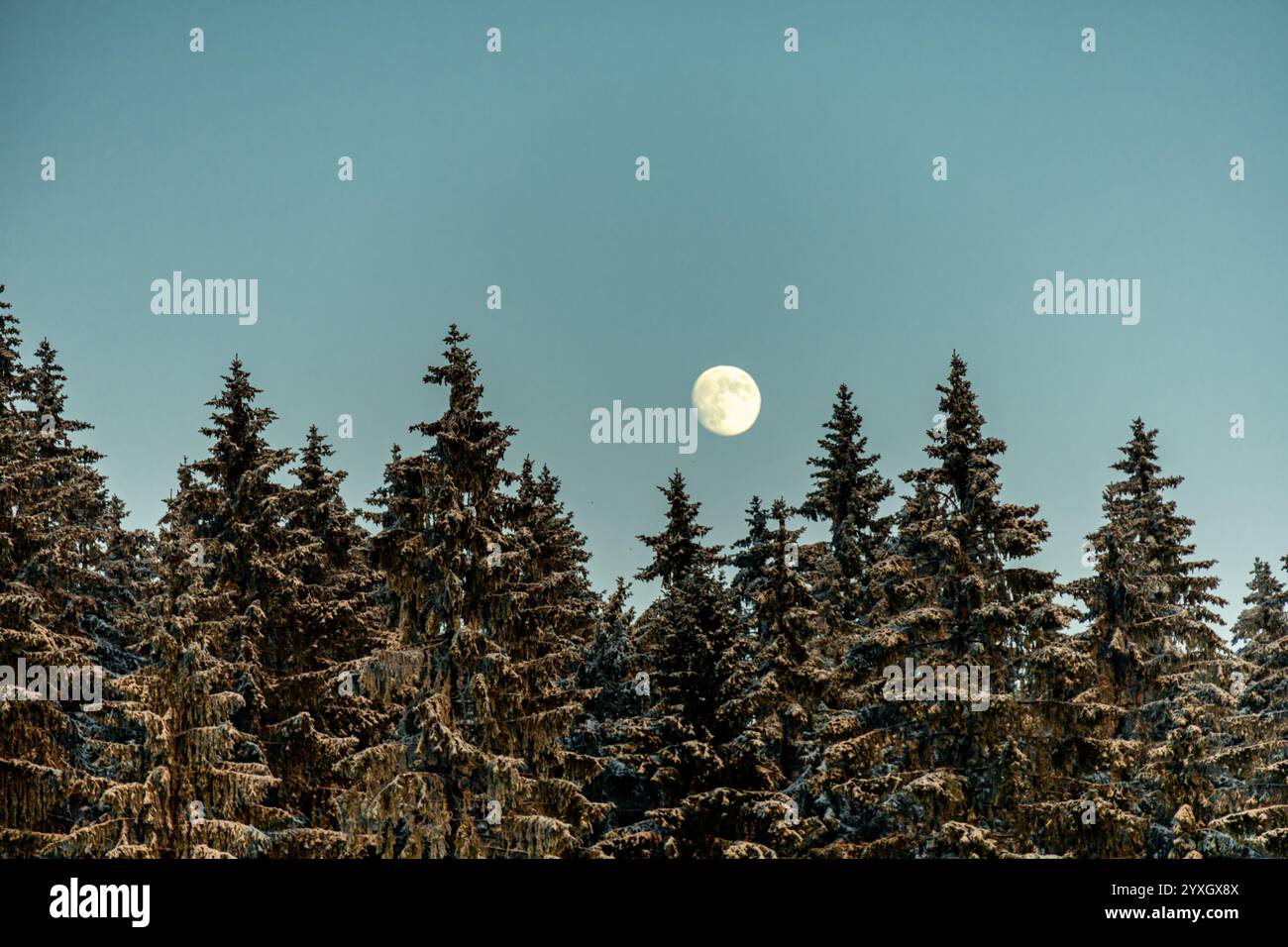 Thuringia Winter Winter hike through the Thuringian Forest near Oberhof and ...