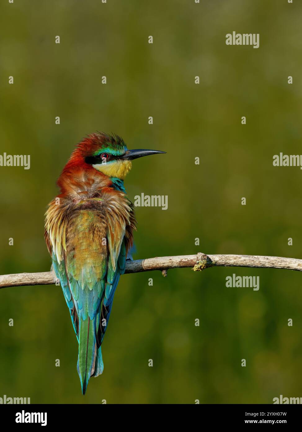 European Bee-eater sitting on a stick Stock Photo