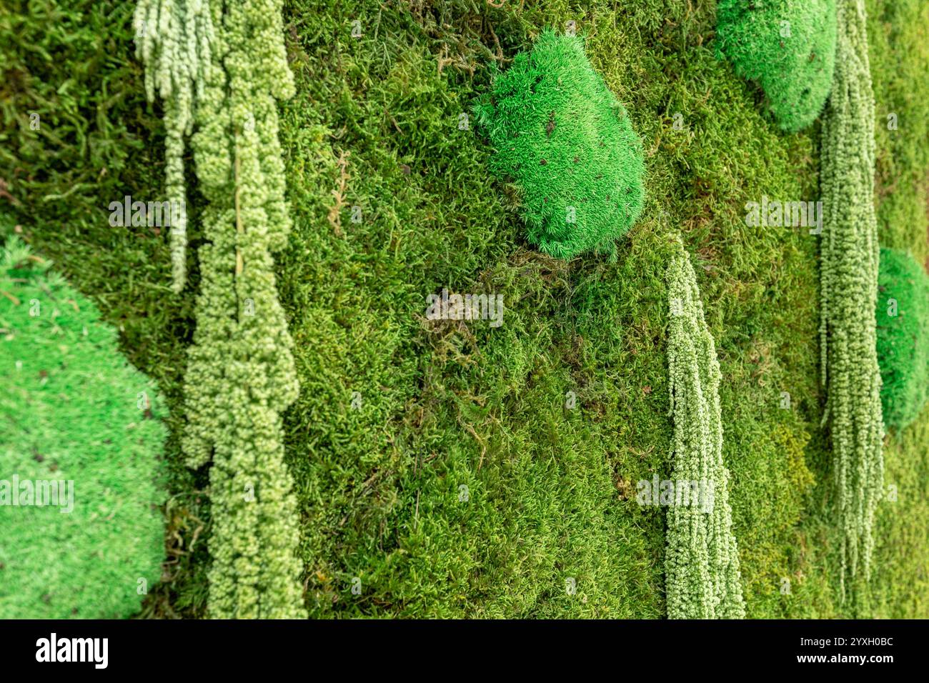 Close up stabilized moss hi-res stock photography and images - Alamy