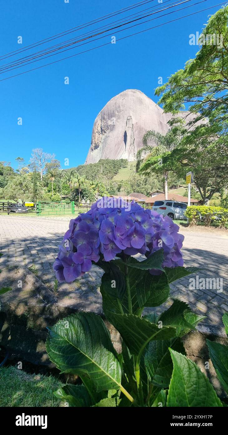 A stunning purple hydrangea in the foreground, its delicate clusters of flowers creating a vibrant contrast against the surrounding greenery. - Smartphone Captured Stock Image